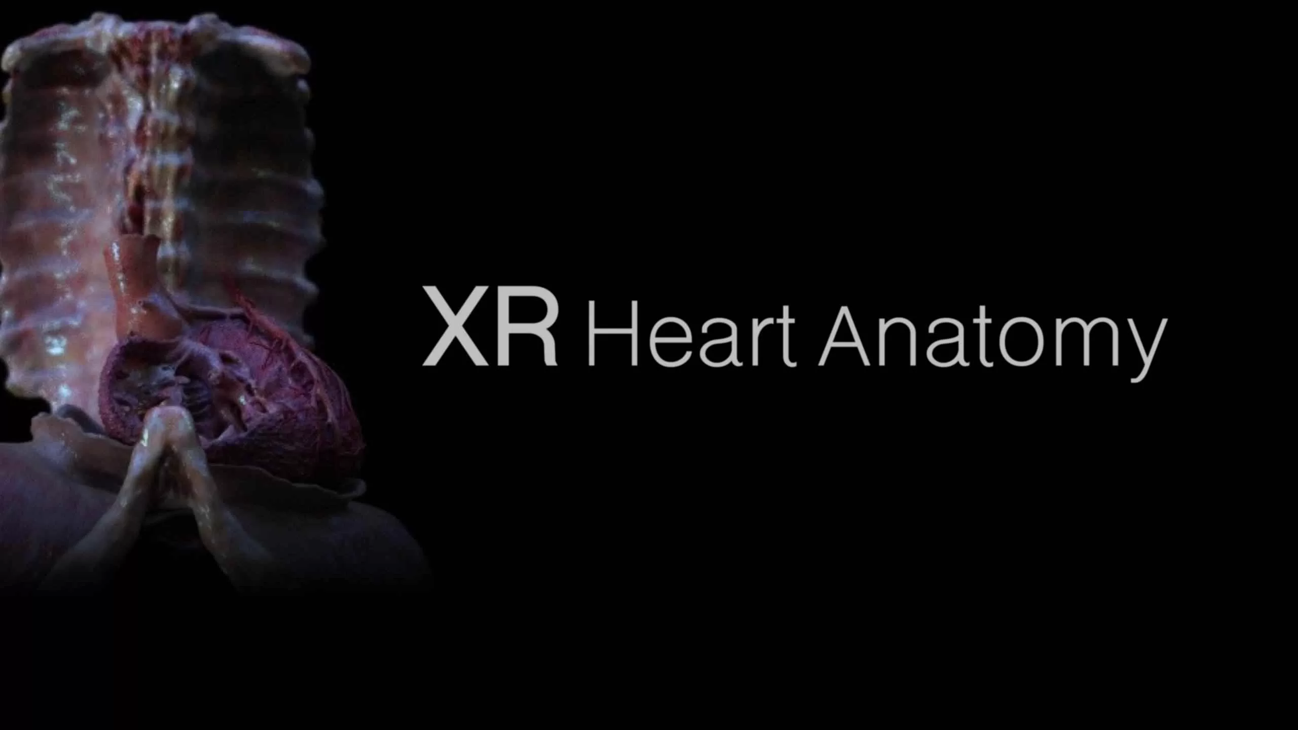 XR Heart Anatomy Oculus Meta Quest VR Game