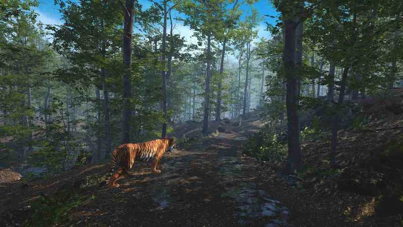 Big Cat Rescue