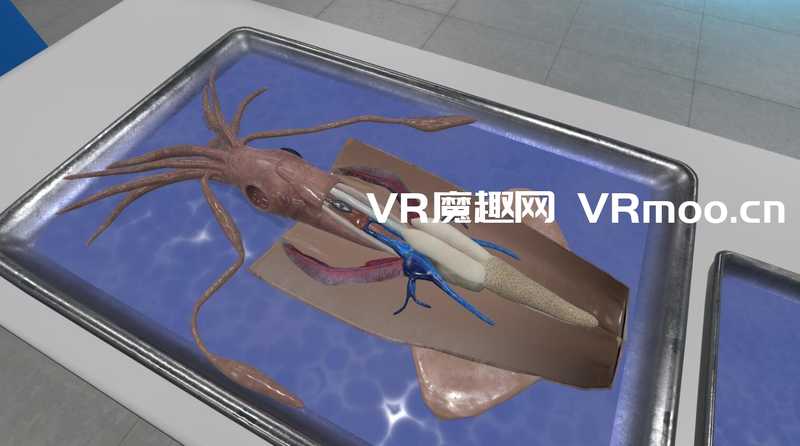 Dissection Simulator- Invertebrate Edition