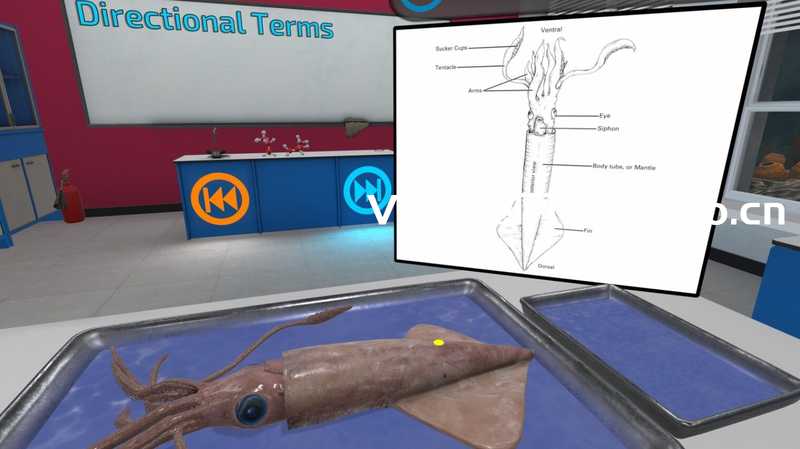 Dissection Simulator- Invertebrate Edition
