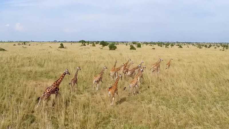 Murchison Falls- The Awarded Wildlife Adventure with Elephants, Lions and Hyenas