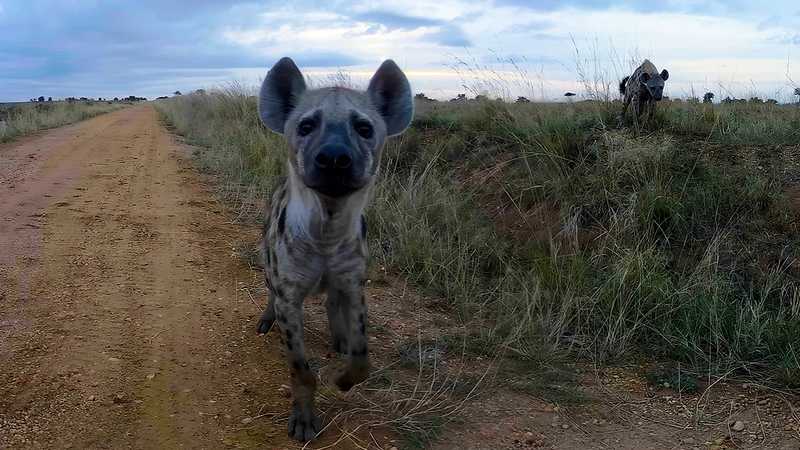 Murchison Falls- The Awarded Wildlife Adventure with Elephants, Lions and Hyenas