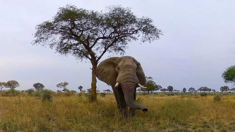 Murchison Falls- The Awarded Wildlife Adventure with Elephants, Lions and Hyenas