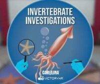 Dissection Simulator Invertebrate Edition Oculus Meta Quest VR Game<span class="mi-jiaobiao" style="background-color: #ff0000;">Education VIP</span>